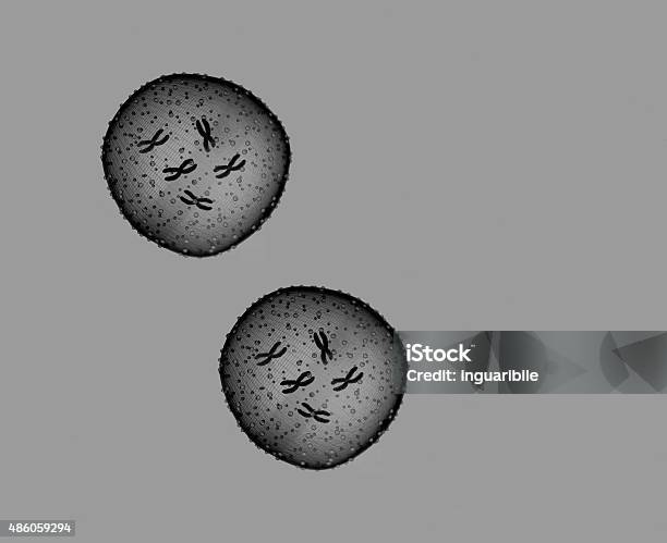 Two Microbe Black And White Seen In A Microscope Stock Photo - Download Image Now - 2015, Aggression, Bacterium