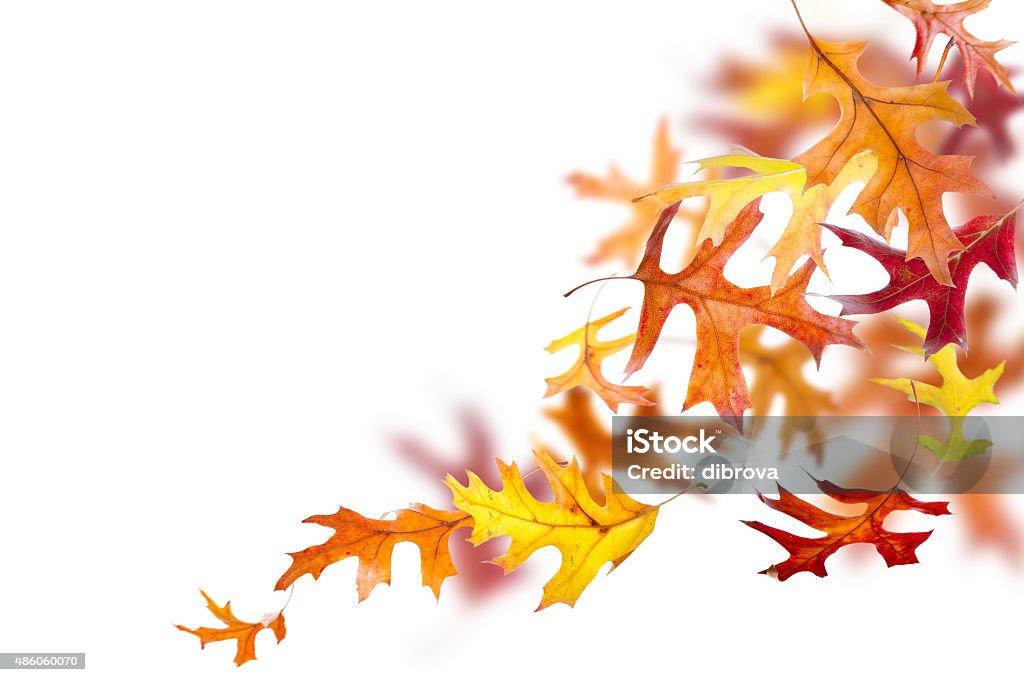 Falling Autumn Leaves Autumn oak leaves falling and spinning isolated on white background 2015 Stock Photo