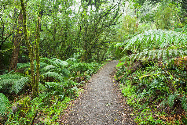 caminho através da floresta em sobremesa de gully, otways, austrália - otway national park imagens e fotografias de stock