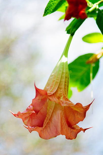 Bell flower pink leaves background blue sky