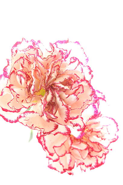 istock close up of pink and white carnation 486063880