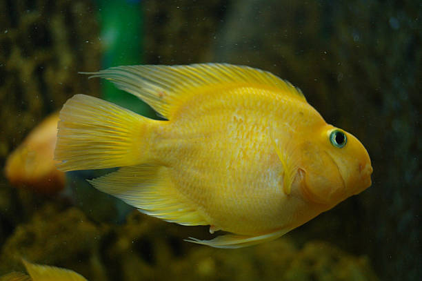 peixes coloridos sob a água - hobbies freshwater fish underwater panoramic imagens e fotografias de stock