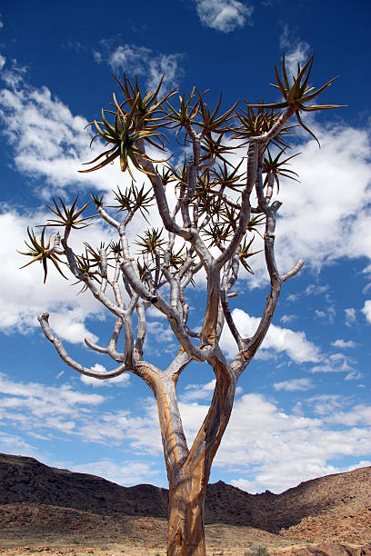 namibia: kokerboom w park narodowy richtersveld - richtersveld national park zdjęcia i obrazy z banku zdjęć