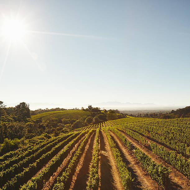 istock Rows of vines in vineyard 486067204
