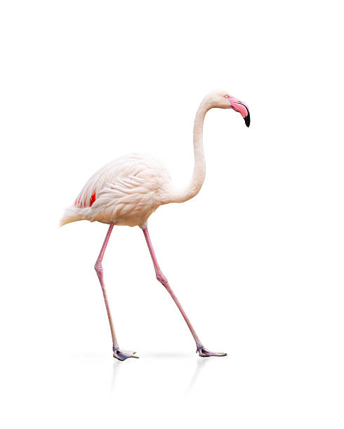 istock pink flamingo isolated on white 486067224