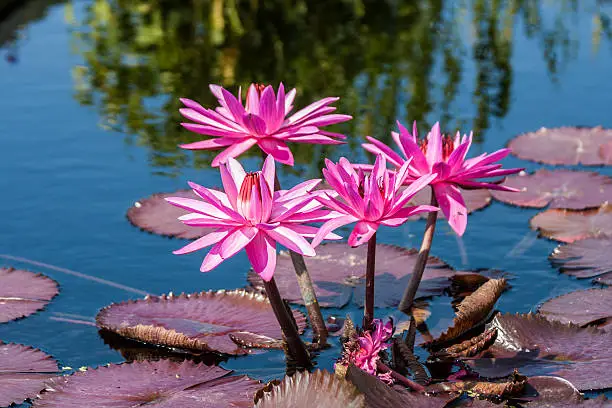 pretty pink / purple waterlilies on a sunny day