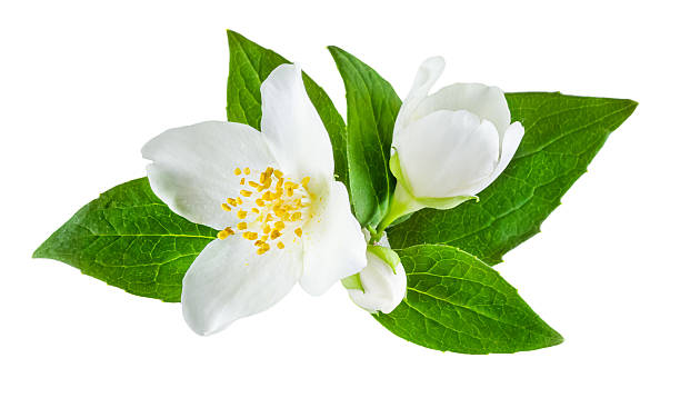 istock Jasmine flower with leaves isolated 486069541
