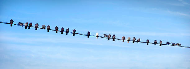 istock birds on the wires on the blue sky background 486069608