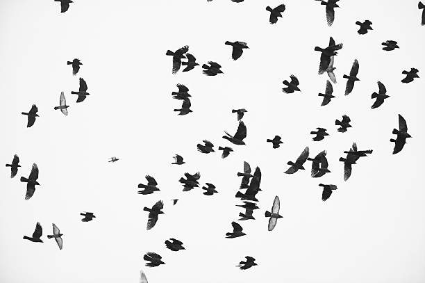 istock flock of birds silhouette 486069610