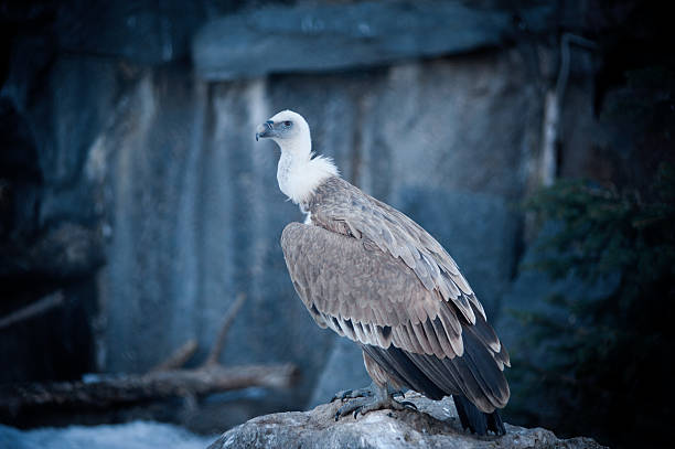 istock Griffon vulture sitting on the ledge of mountain 486069612