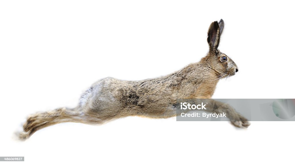 Hare Hare isolated in white background Hare Stock Photo