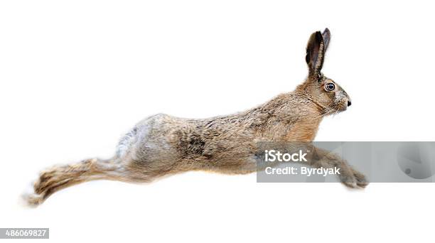 Hare Stock Photo - Download Image Now - Hare, Jackrabbit, Jumping