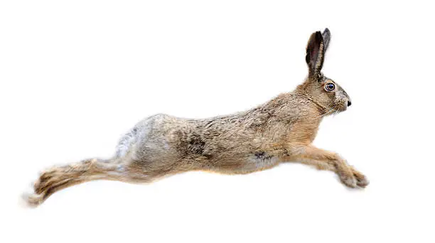 Hare isolated in white background