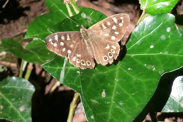 This photgraph of a Speckledwood Butterfly is a picture taken by me at the park in Lipson Road in Plymouth Devon.