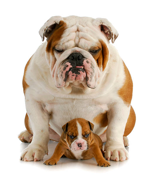istock bulldog father and son 486070327