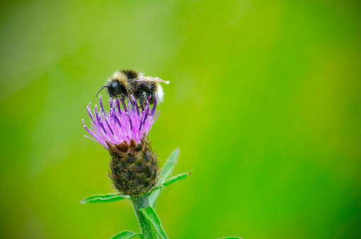 A British bee landing on a purple flower.