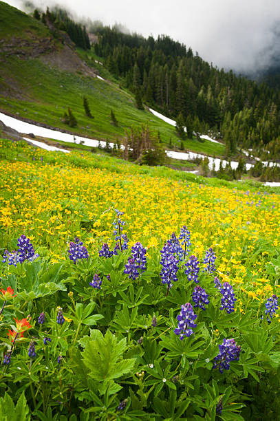 гора бейкер других растений. - north cascades national park pacific northwest flower cascade range стоковые фото и изображения