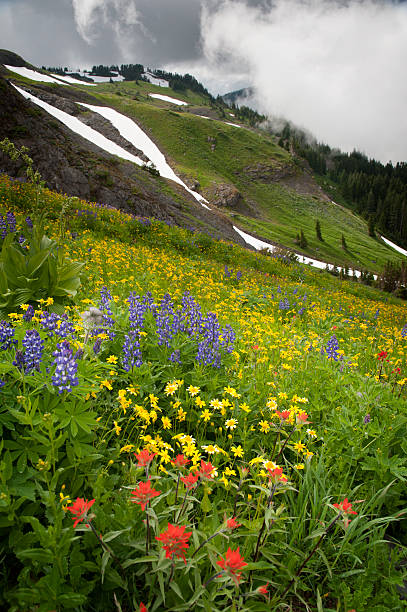 monte baker wildflowers. - north cascades national park mountain flower wildflower imagens e fotografias de stock