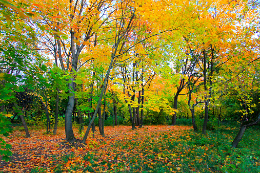 colorful autumnal forest