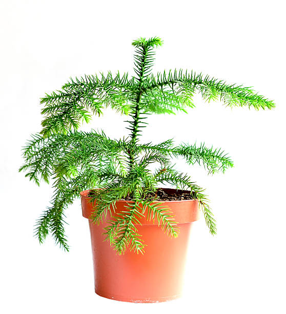 Home flower in a pot. araucaria Home flower in a pot. araucaria araucaria heterophylla stock pictures, royalty-free photos & images
