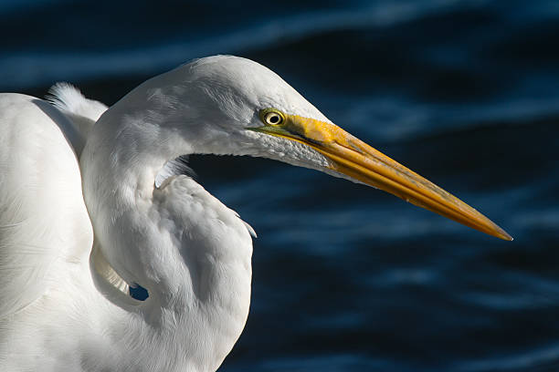 istock Great Egret Looking Fierce and with nice feather details 486072671