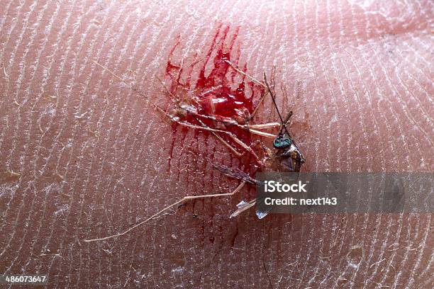 Deadmücke Stockfoto und mehr Bilder von Dengue-Fieber - Dengue-Fieber, Tod, Asien