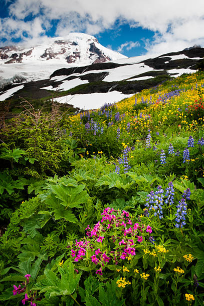 monte baker wildflowers. - north cascades national park mountain flower wildflower imagens e fotografias de stock