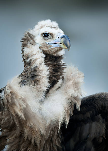 istock Griffon Vulture - Portrait in winter 486073850