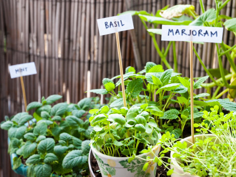 Basil, marjoram, balm-mint, and mint in flower pots in balcony. Organic, pesticide free gardening.