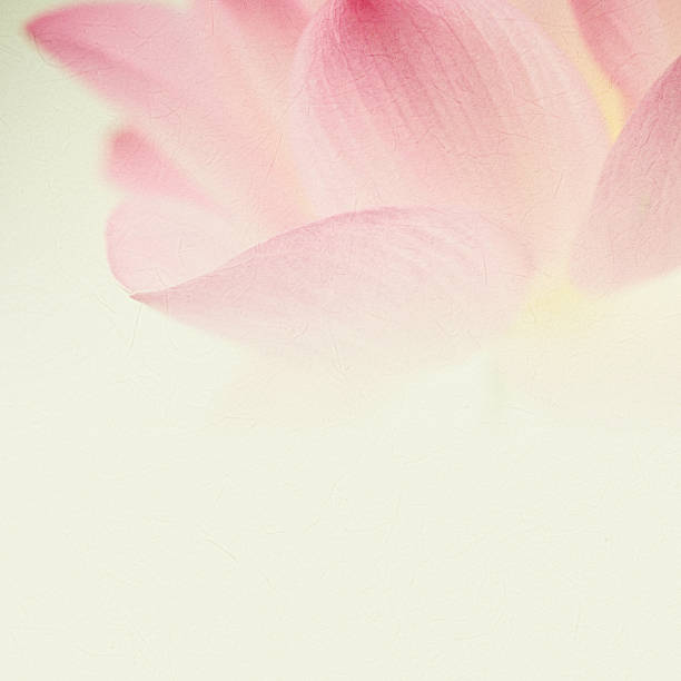 istock sweet color lotus in soft and blur style 486074160