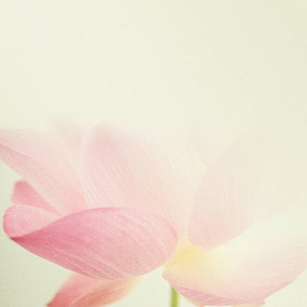 istock sweet color lotus in soft and blur style 486074206