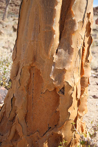 namibia: aloe dichotoma bark en parque nacional richtersveld - richtersveld national park fotografías e imágenes de stock