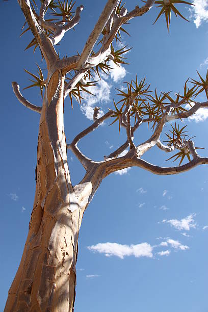 namibia: kokerboom w park narodowy richtersveld - richtersveld national park zdjęcia i obrazy z banku zdjęć