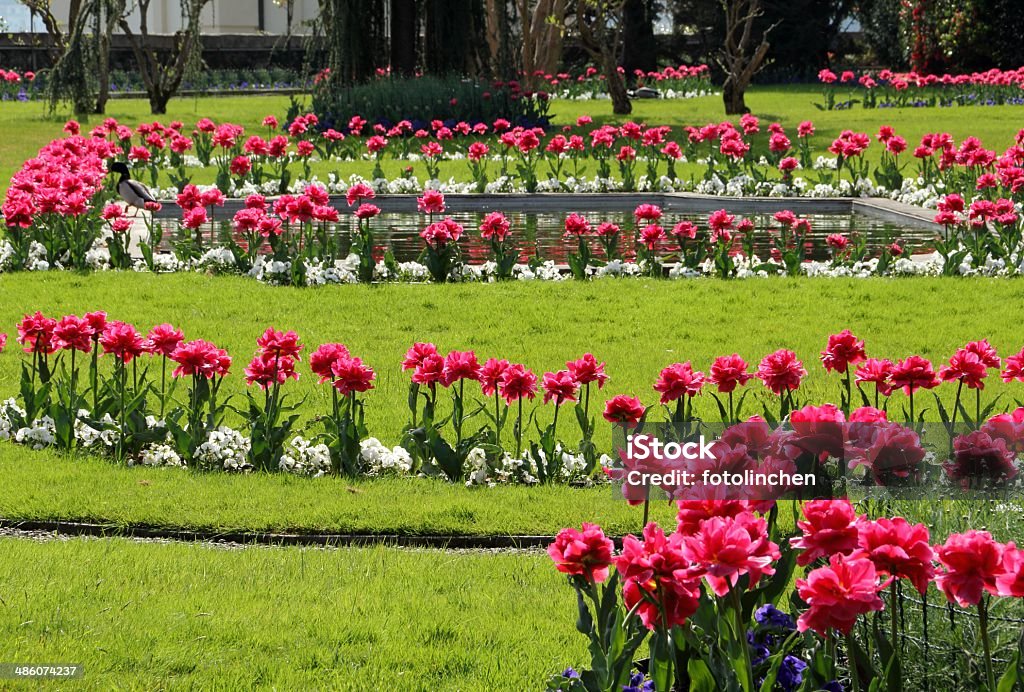 Garten im Frühling - Lizenzfrei Baum Stock-Foto