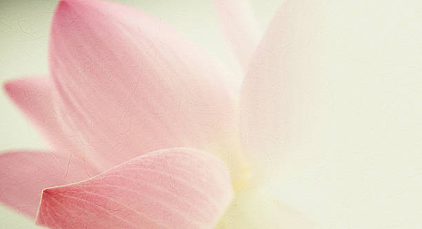 istock sweet color lotus in soft and blur style 486074276