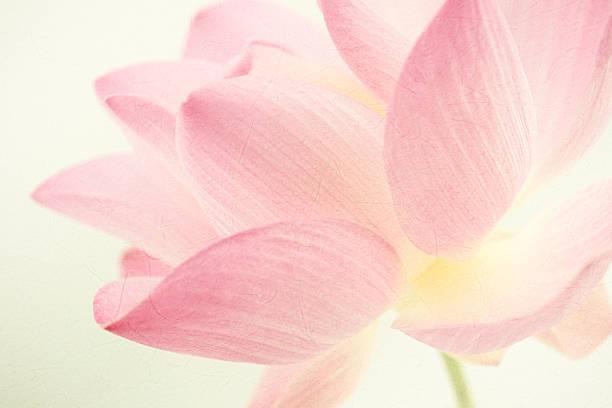 istock sweet color lotus in soft and blur style 486074326