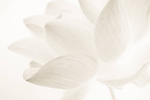 dolce colore loto in morbido e sfocatura stile - lily white flower single flower foto e immagini stock