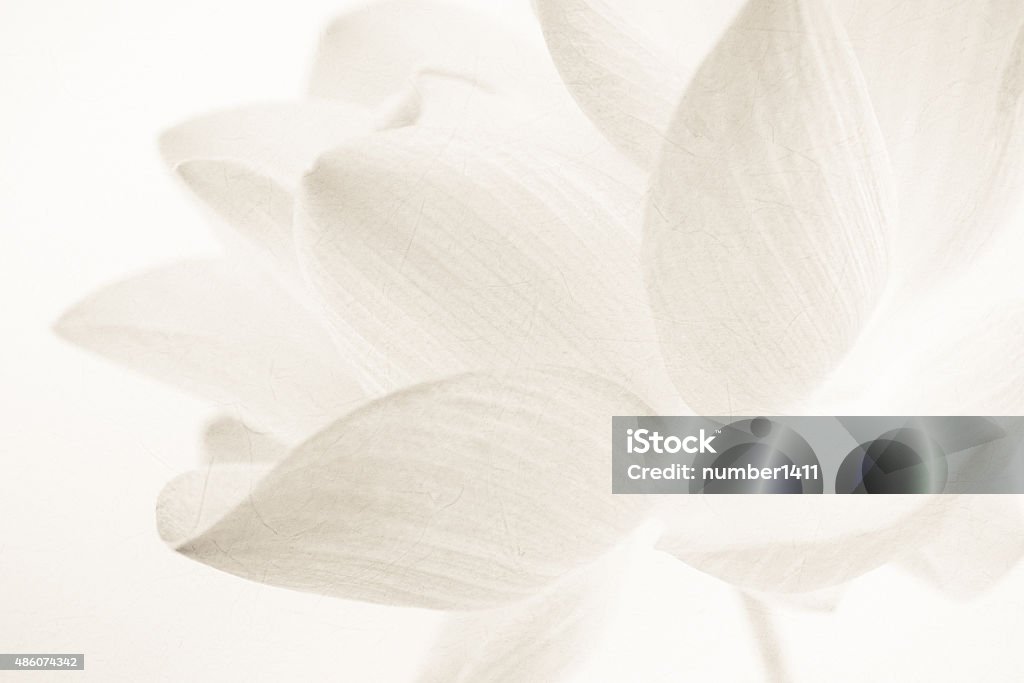 sweet color lotus in soft and blur style sweet color lotus in soft and blur style on mulberry paper texture background Backgrounds Stock Photo