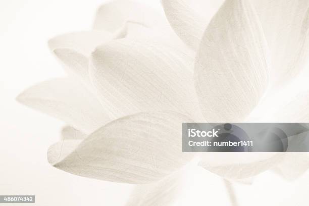Sweet Color Lotus In Soft And Blur Style Stock Photo - Download Image Now - Backgrounds, Flower, White Color