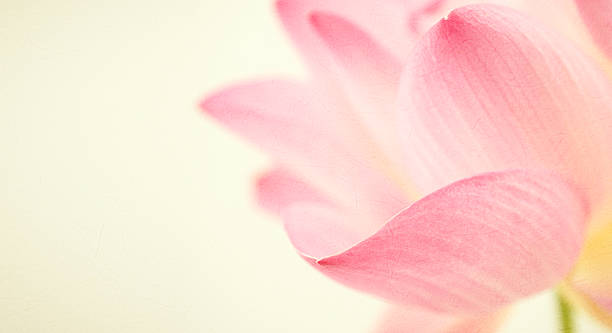 istock sweet color lotus in soft and blur style 486074400