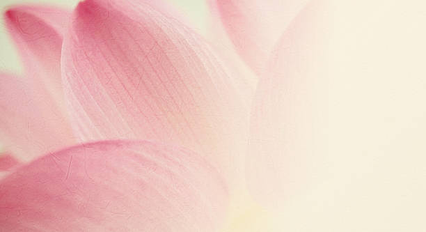 istock sweet color lotus in soft and blur style 486074422