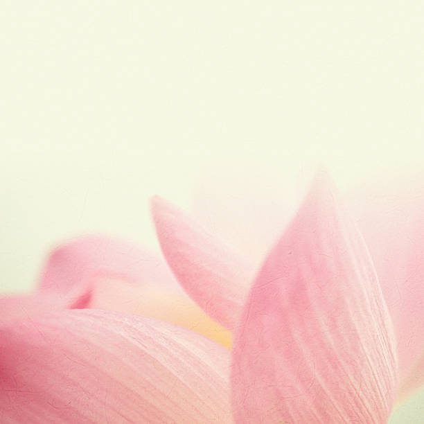 istock sweet color lotus in soft and blur style 486074504