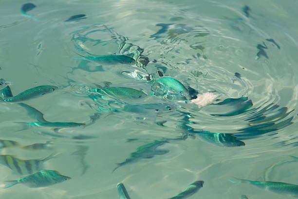istock Wrasse fish feeding on bread in clear sea water 486074794