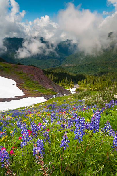 monte baker wildflowers. - north cascades national park mountain flower wildflower imagens e fotografias de stock