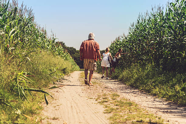 istock Senior Man Walking on Path in Field of Corn. 486075304