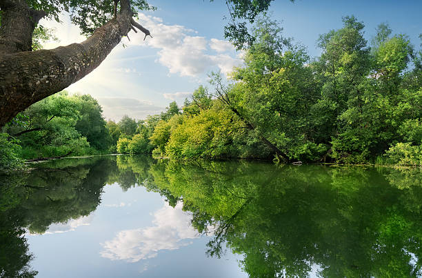 istock Lake of the woods 486075437