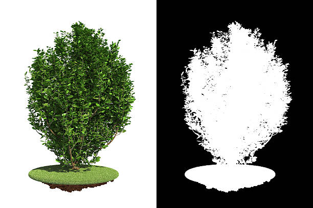 istock Green Bush with green grass on White Background. 486075683