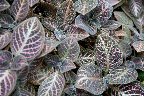 istock Episcia Cupreata / Flame Violet 486075893