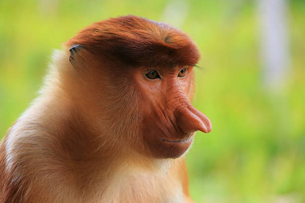istock Portrait of Proboscis monkey, Borneo, Malaysia 486076195