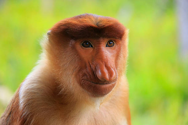 istock Portrait of Proboscis monkey, Borneo, Malaysia 486076201
